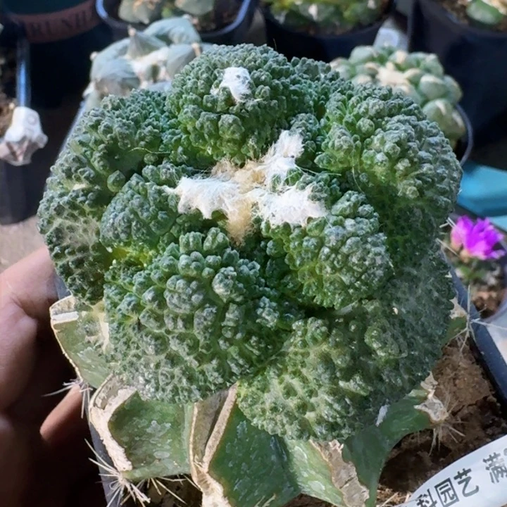 福利苗接大尤哥斯拉1441