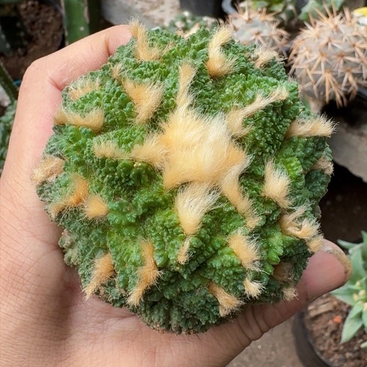 福利苗接哥龟3044