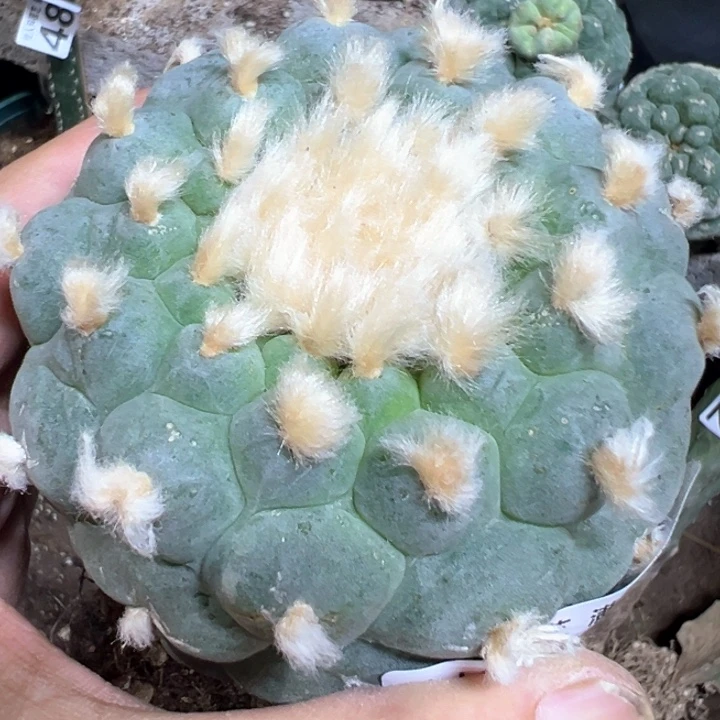 福利自根长毛大优521