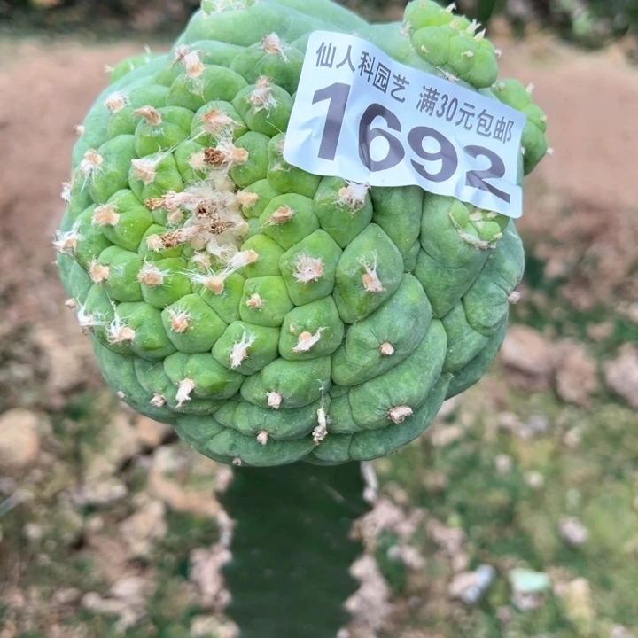 海***宝福利大古田1692仙人球