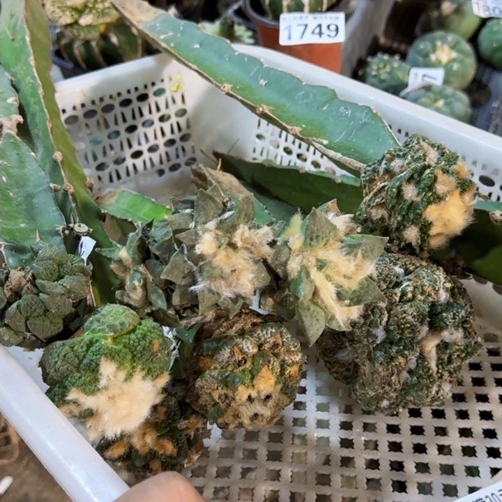 福利苗接9颗1869