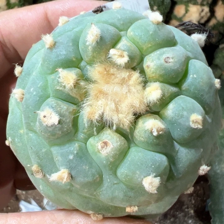 福利自根佛头734