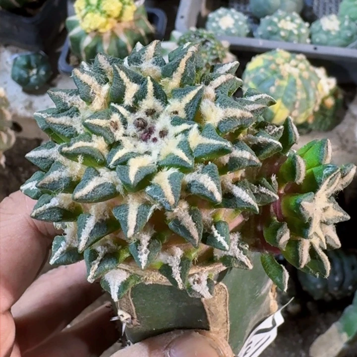 福利苗接黑牡丹1628