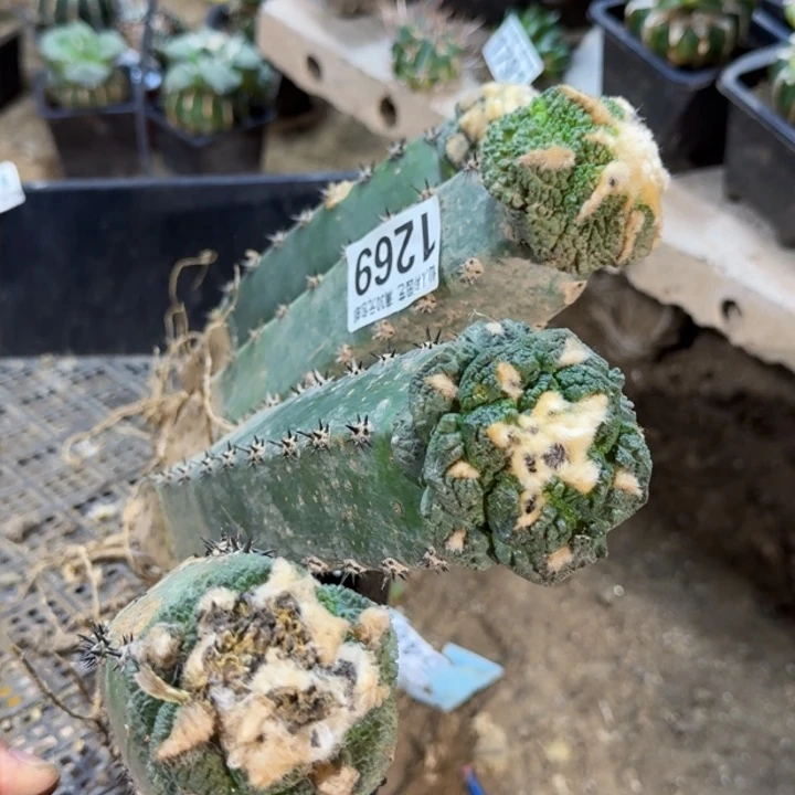 福利苗接4颗龟甲1275