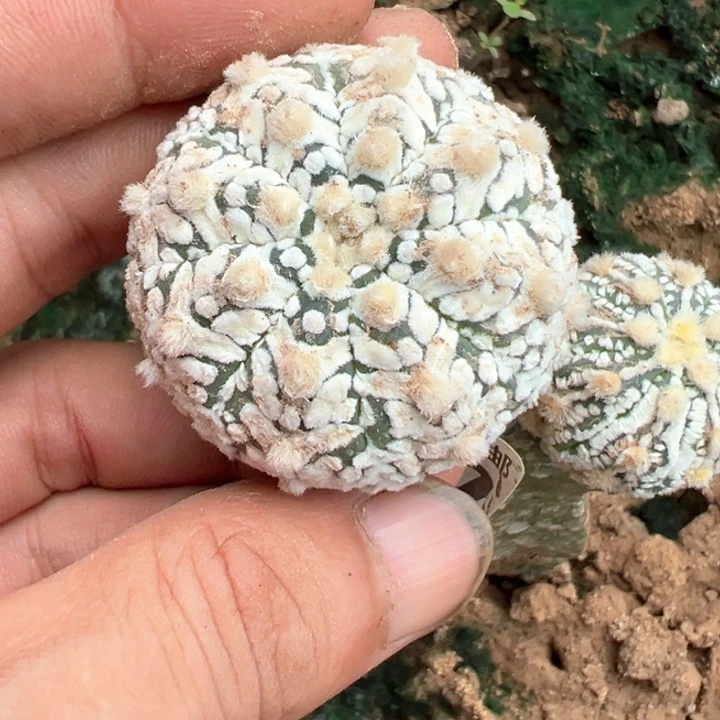 福利苗接v兜1527