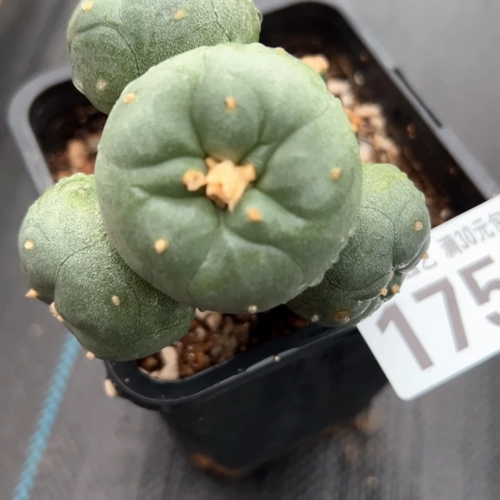 可*多福利苗接仙群1755