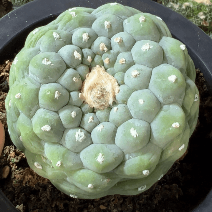 福利自根大佛头4548