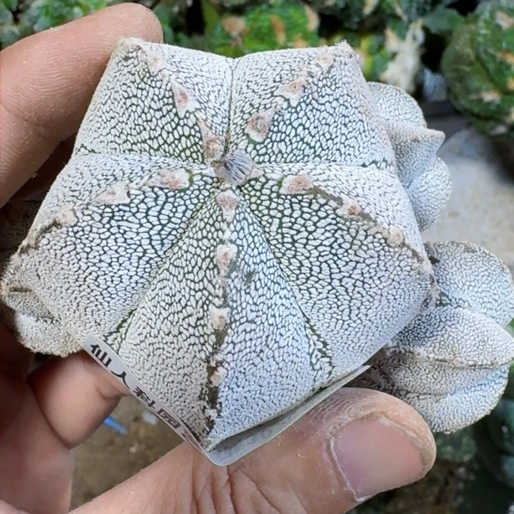 福利落地恩冢1816仙人球