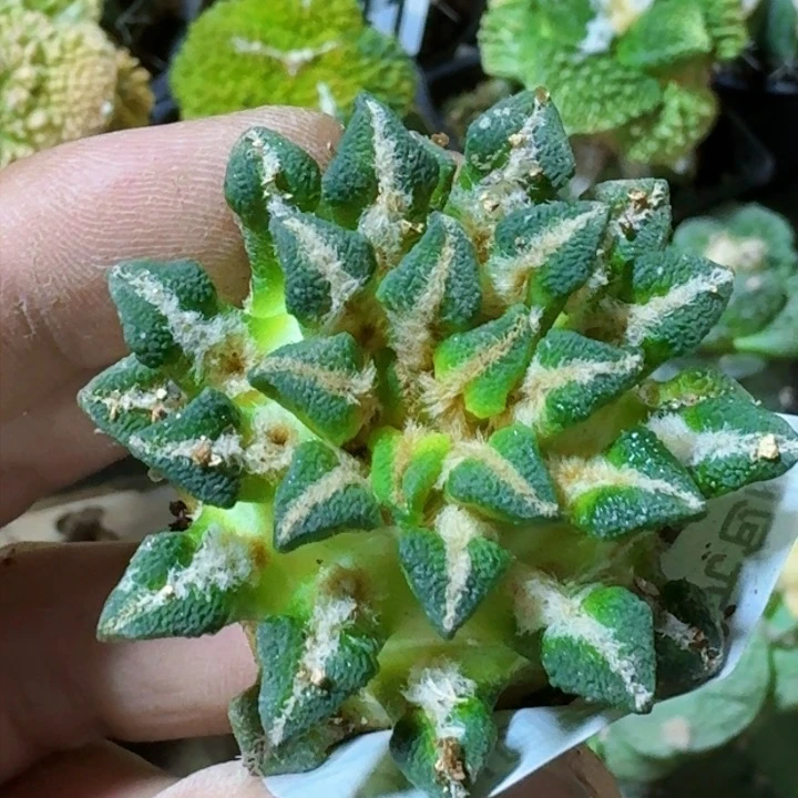 福利自根黑牡丹1361