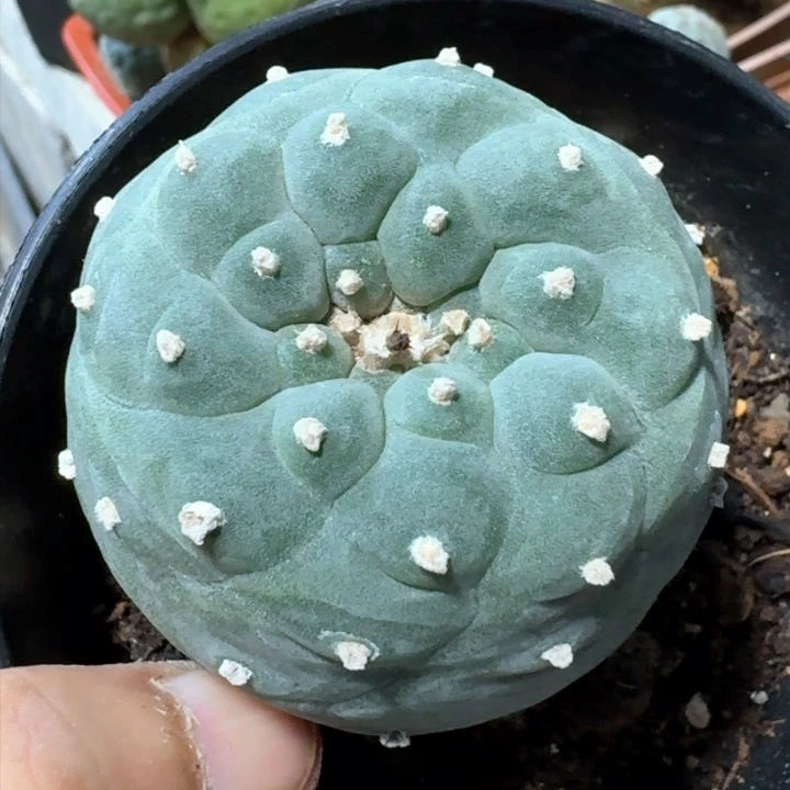 福利苗接佛头888