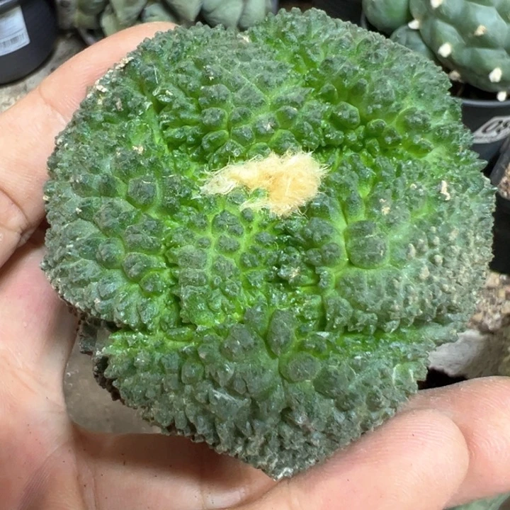 福利大优菜花137