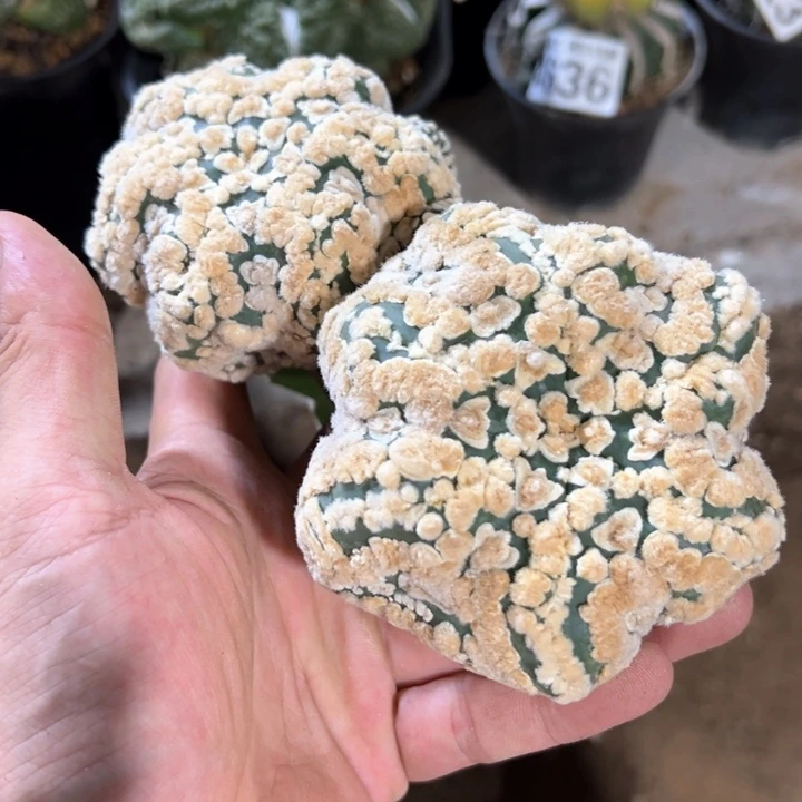 福利2颗大兜197仙人球