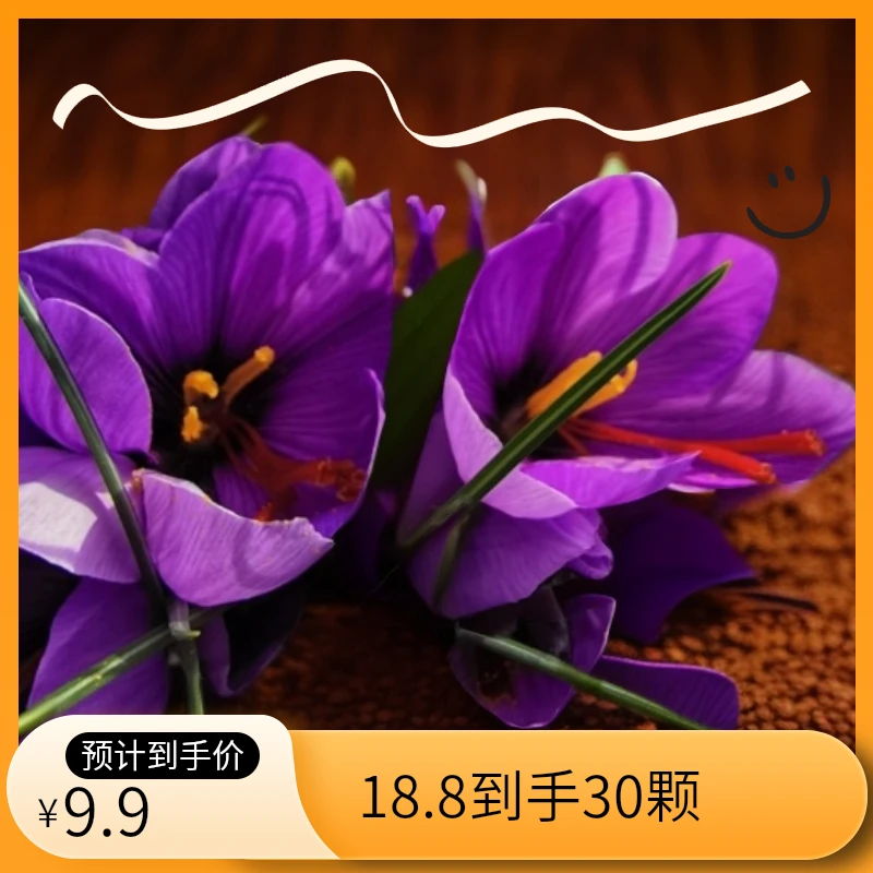 （伊间花卉）藏红花种球 庭院室内阳台花卉植物