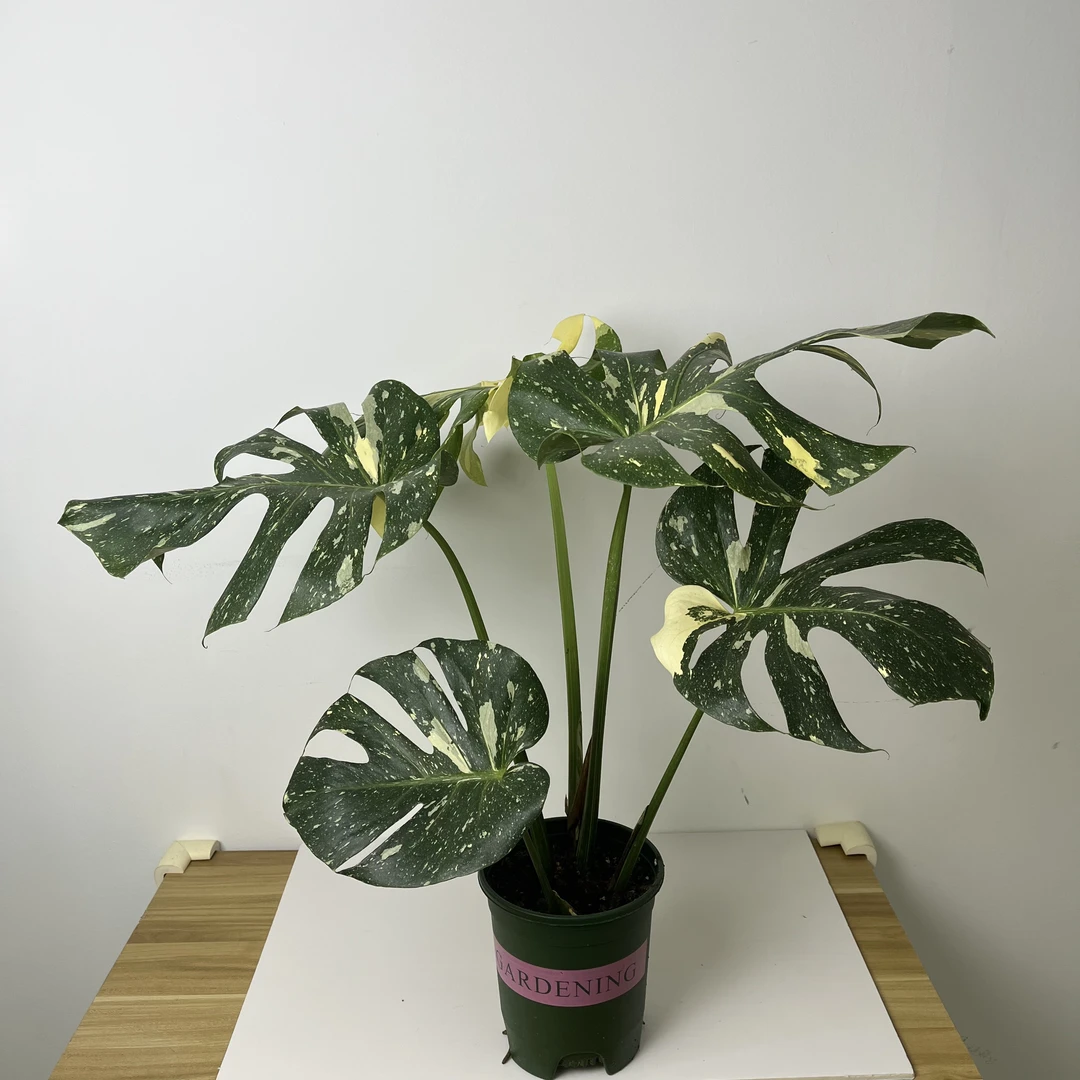网红热植锦叶龟背竹 洒金龟背特殊个体小苗焦糖布丁
