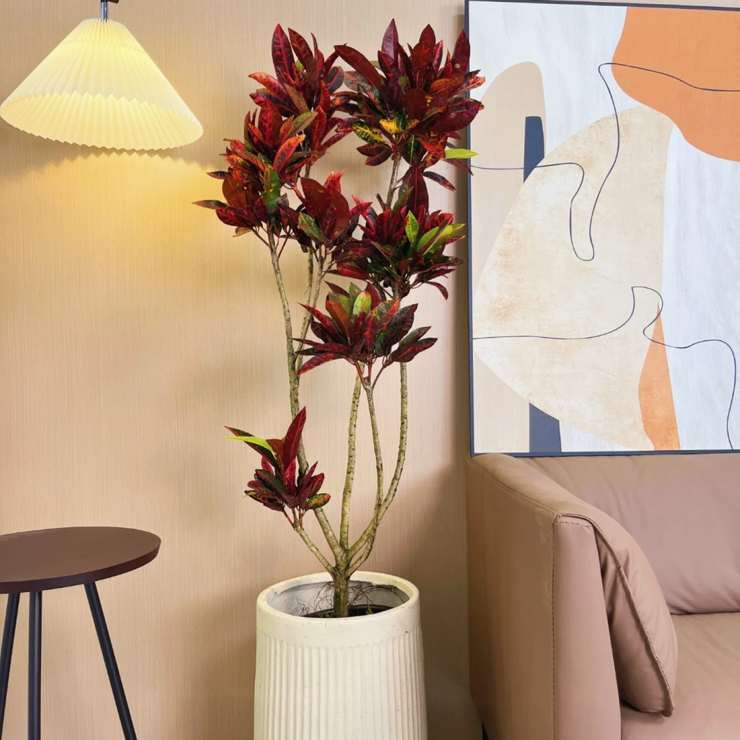 七彩变色木盆栽大型网红室内景观绿植客厅办公室造型变叶木