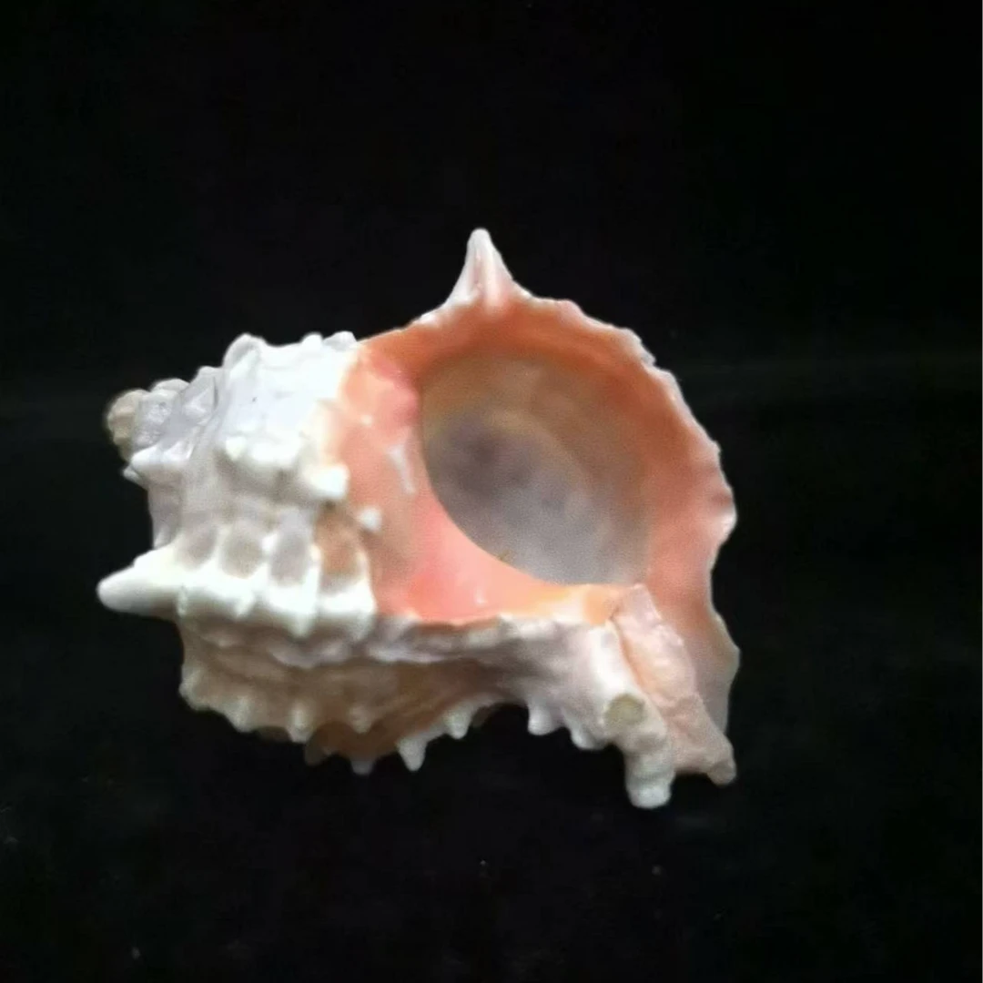 【红骨螺】天然海螺寄居蟹替换壳鱼缸造景种绿植稀有惊喜
