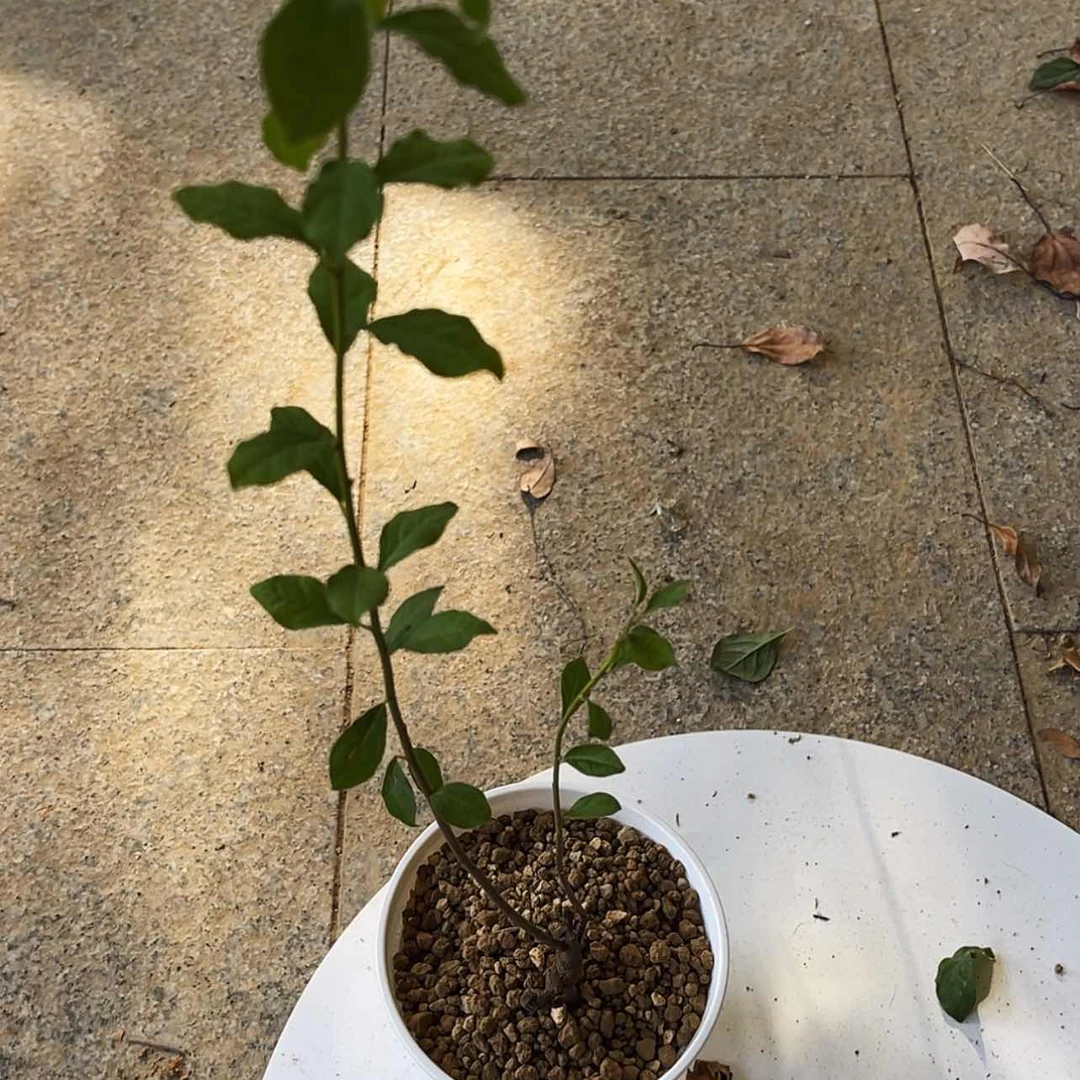 【闪购商品】红紫之辉悦**艺250