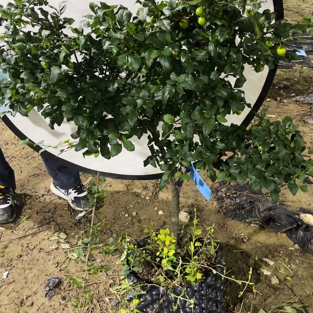 【闪购商品】老鸦悦*长500