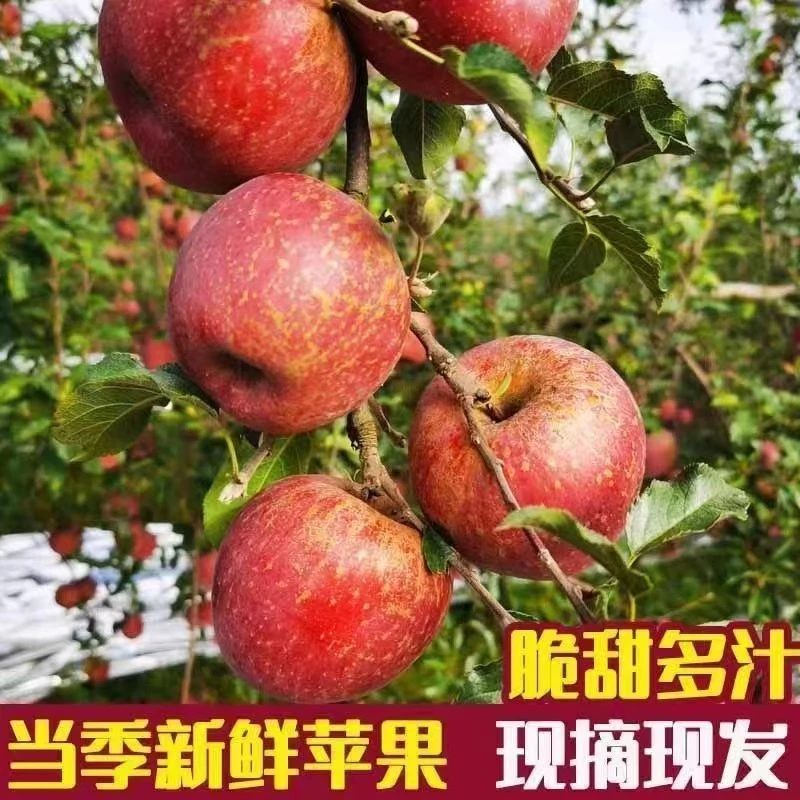 四川大凉山盐源高海拔丑苹果现摘现发当季新鲜水果脆甜多汁好吃