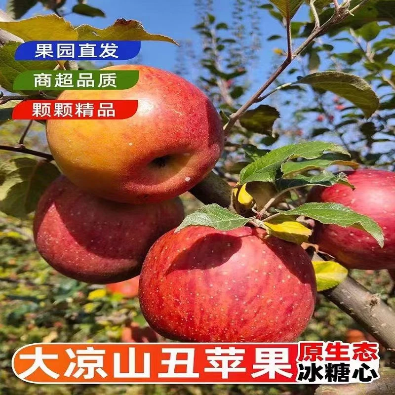 【正宗】四川大凉山盐源糖心丑苹果新鲜采摘红富士冰糖心丑苹果
