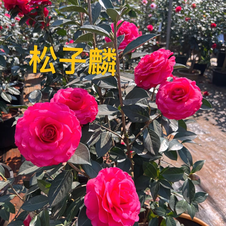 浪漫七夕礼云南茶花 松子麟靠接苗三年精品特壮苗农场培育销售