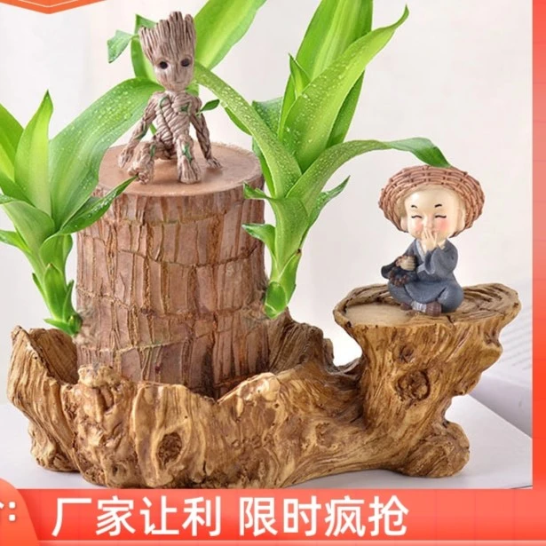 巴西木水养幸运木开花格鲁特小树人盆栽室内桌面水培绿植物小盆栽