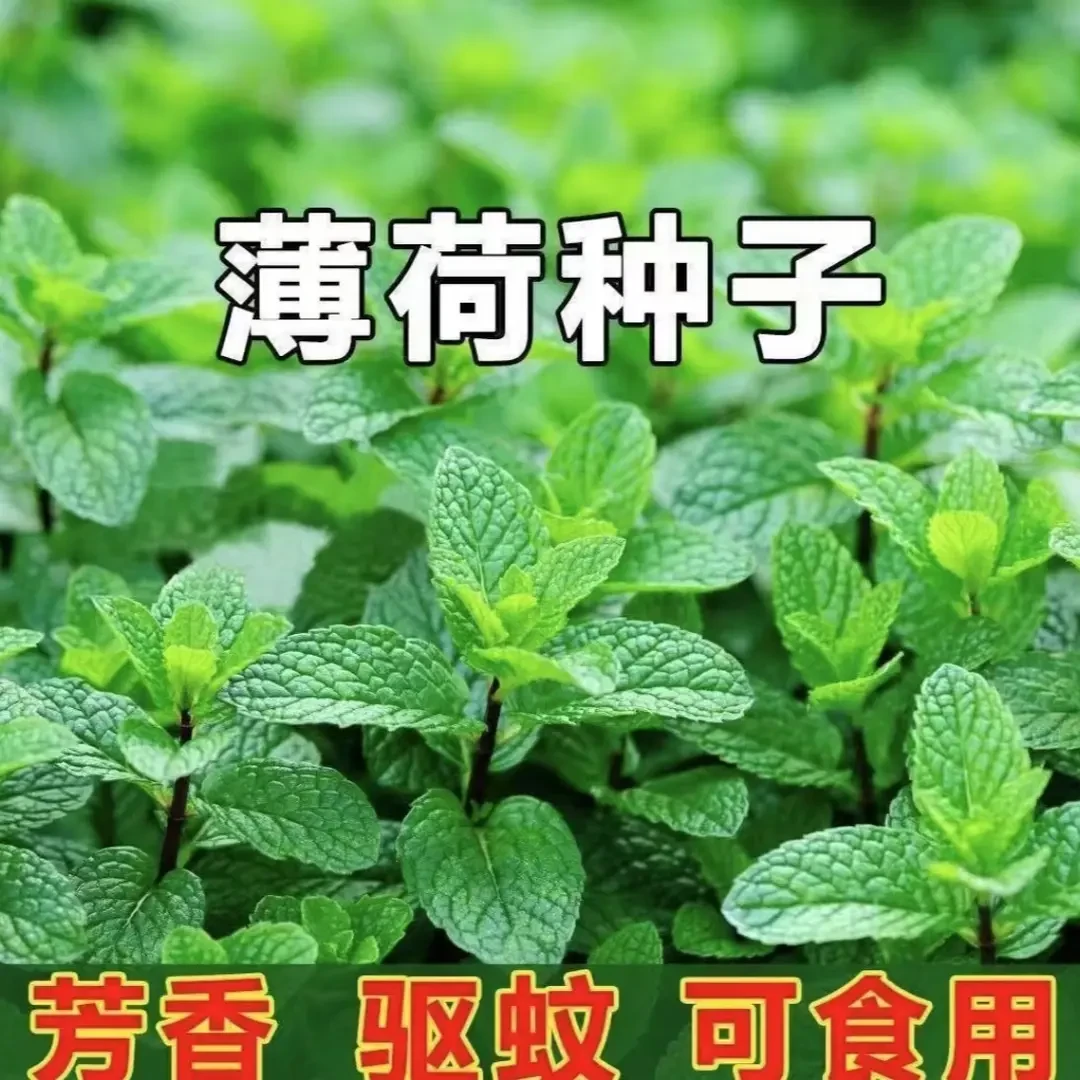 【食用薄荷种子】阳台盆栽庭院地栽播种多年生食用薄荷种子好吃好