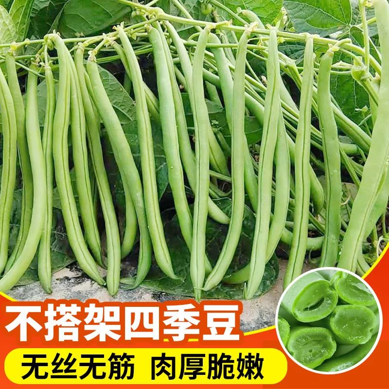 9.9发5包】高产矮生早熟南方地豆角无架四季豆种子摘不败无筋云豆