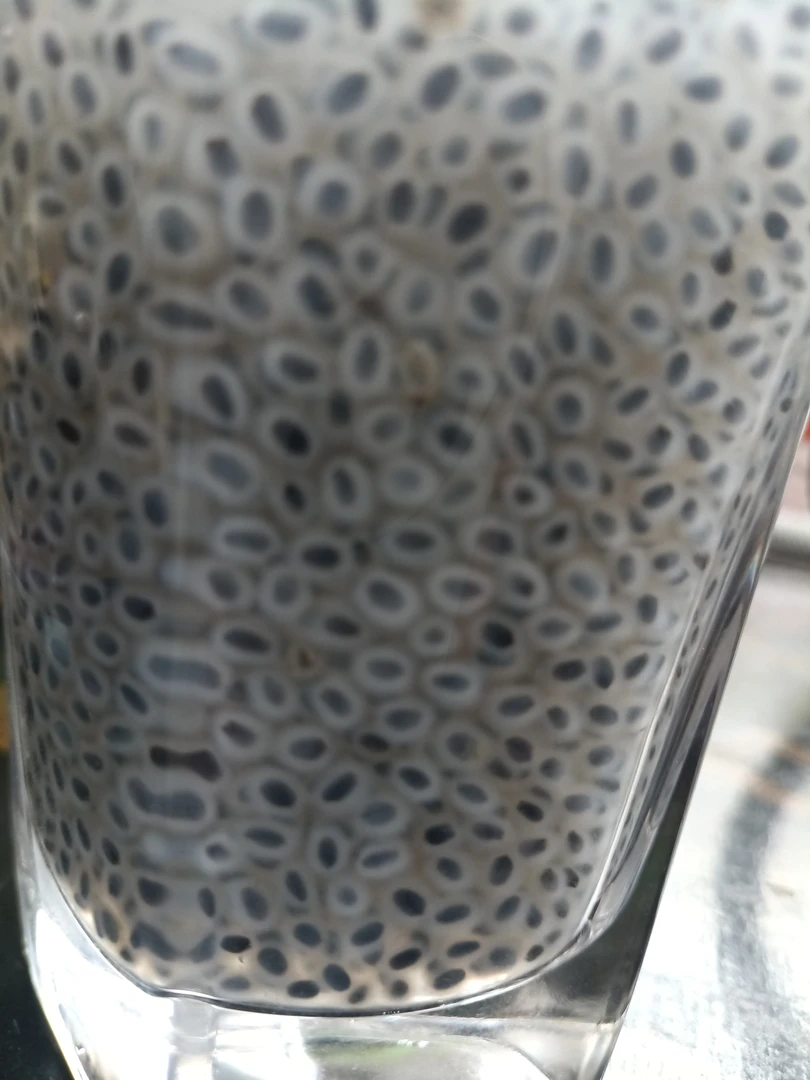 云山深处（兰）香/子