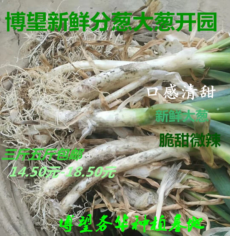博望尚庄务青园丰新鲜葱本地小葱河南分葱现挖香葱五斤包邮