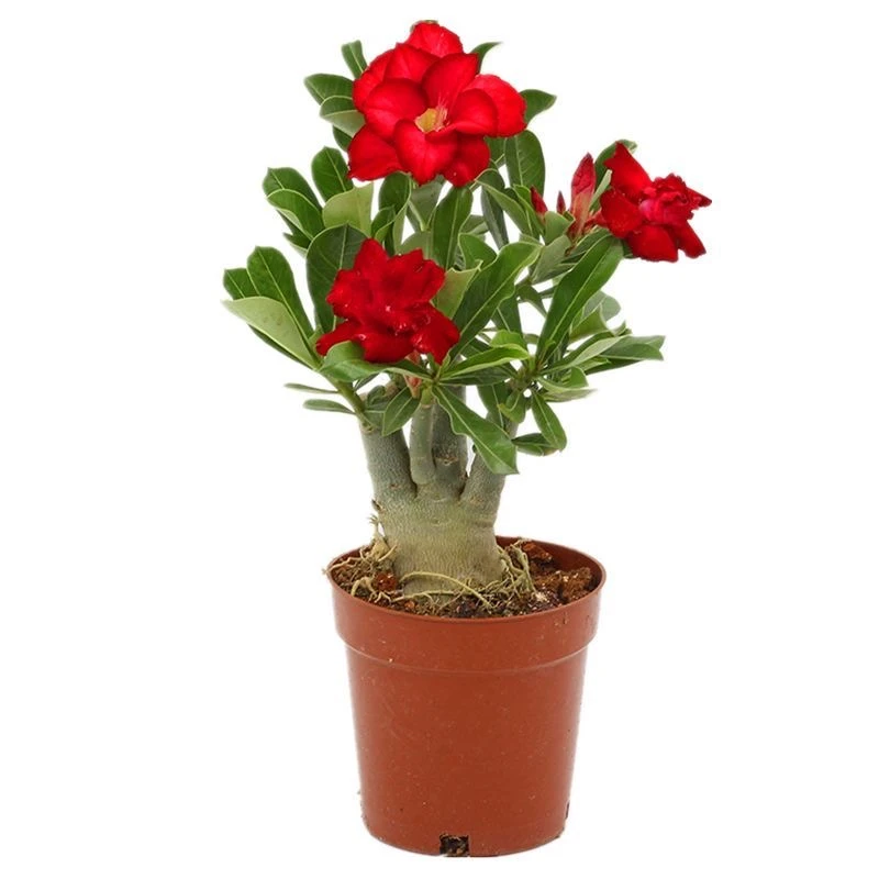 乐芙沙漠玫瑰嫁接重瓣纯色多色花卉绿植盆栽爆花老桩园艺盆景阳台