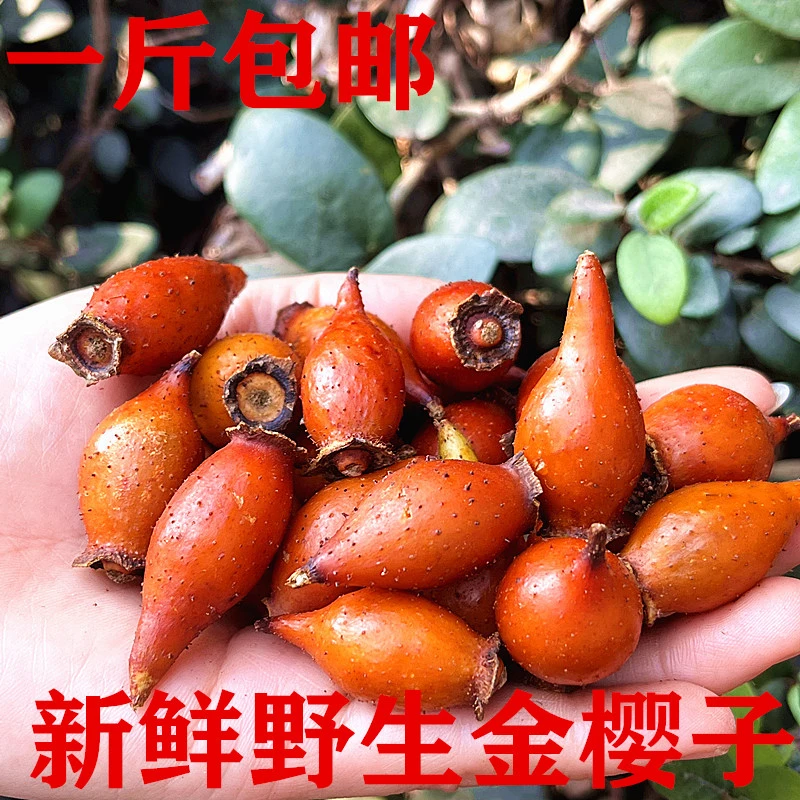 湖南新鲜野生金樱子刺果子糖罐子3斤5斤包邮  可搭桑葚