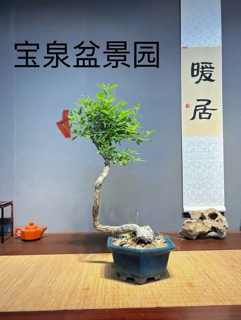 太行山黄荆 盆景素材 直播间(一物一拍)
