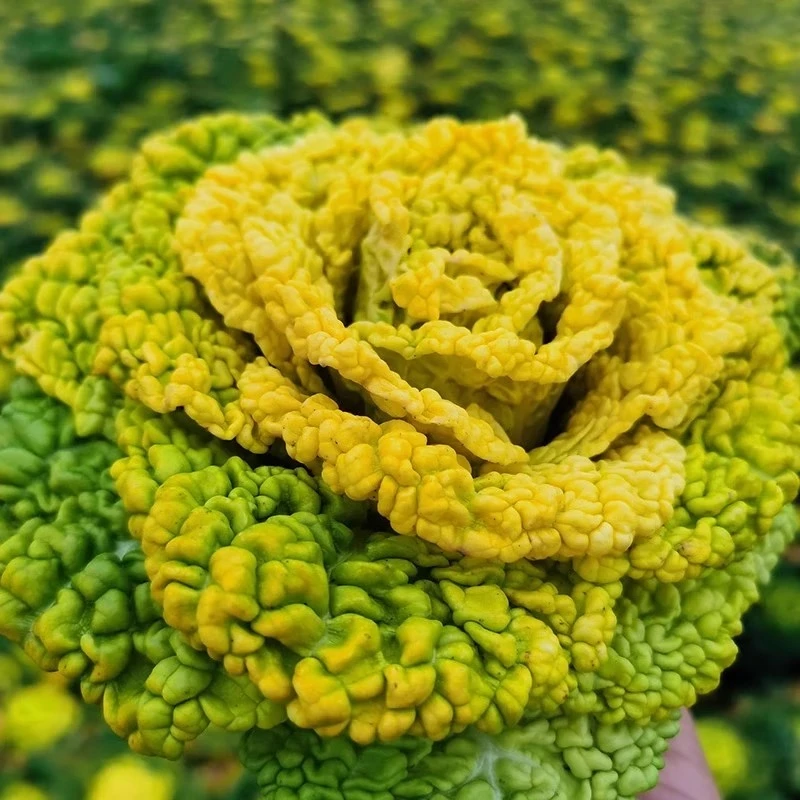 【地头现挖】河南新鲜霜打黄心菜黄心乌塌菜小白菜火锅蔬菜应季青菜