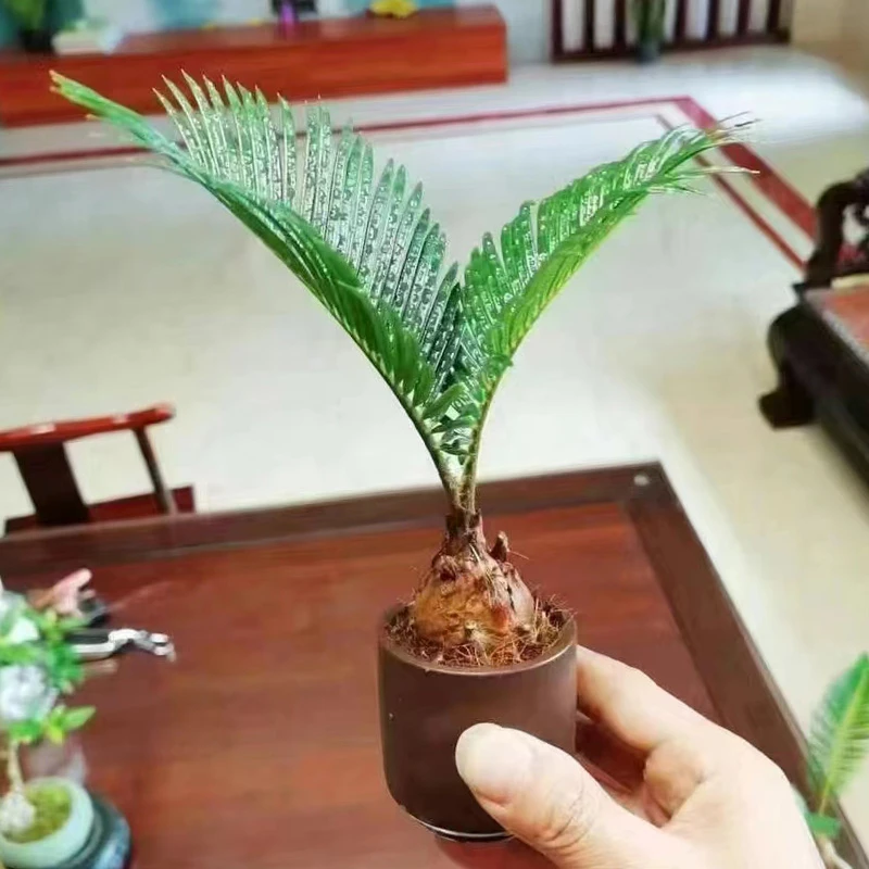 铁树宝宝小盆栽四季常绿植物茶台办公桌面盆景花卉观叶室内外好养