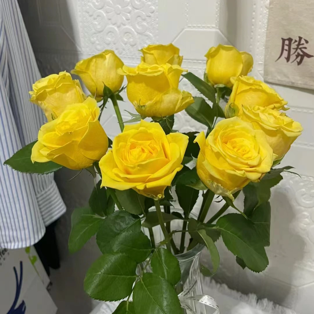 云南百花园基地 {金枝玉叶玫瑰20枝} 包邮 送保鲜剂