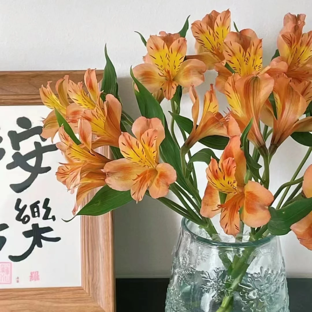 云南百花园基地  {六初花 （水仙百合）2扎} 包邮 送保鲜剂