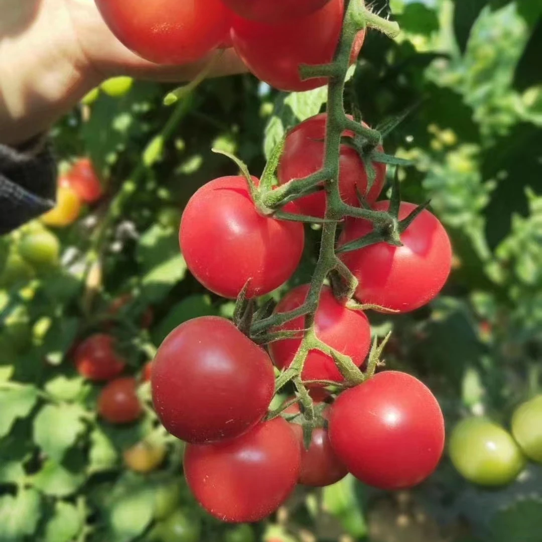 【向阳果】四川攀枝花露天圣女果千禧小番茄可口爆汁现摘现发好吃
