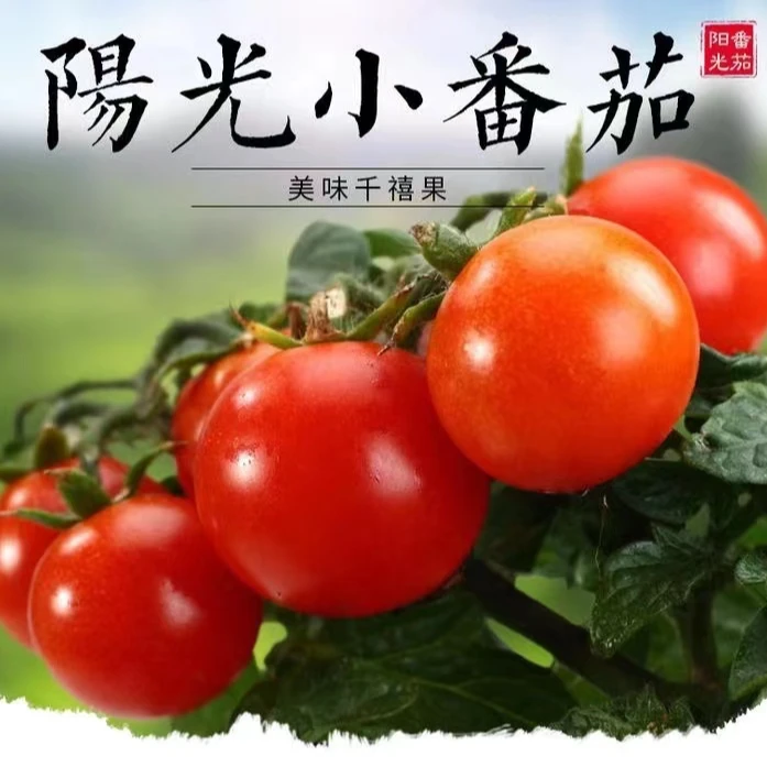 【向阳果】四川攀枝花露天圣女果千禧小番茄可口爆汁现摘现发好吃