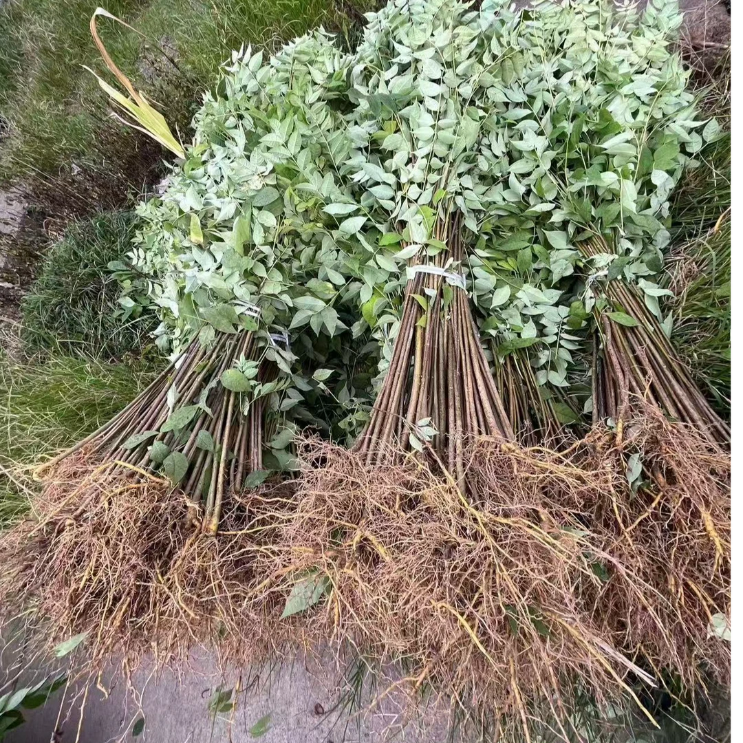 正宗厚皮川黄柏树苗