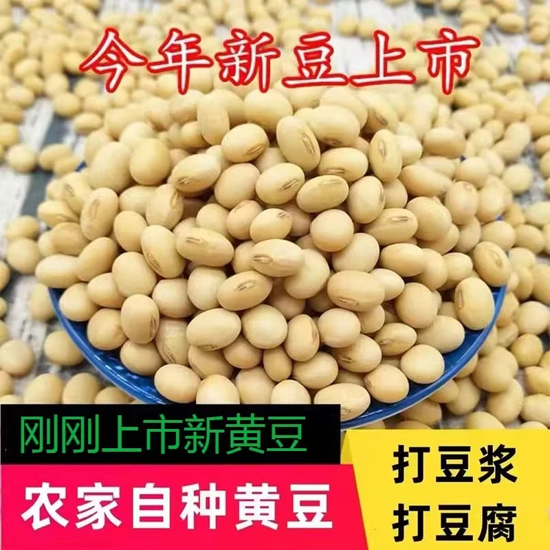 【3斤小黄豆】贵州黄豆农家自产大豆五谷杂粮豆类磨豆浆