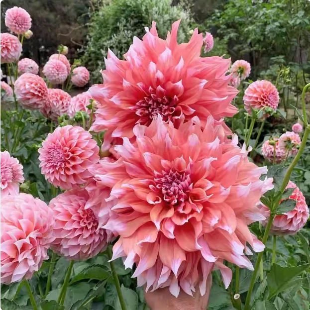 分株小坨  买5送1   进口大丽花种球  新疆西藏发顺丰到付