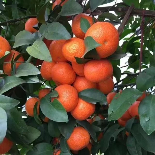 沙糖桔子树苗盆栽橘子苗树砂糖橘子苗树南方种植当年结果