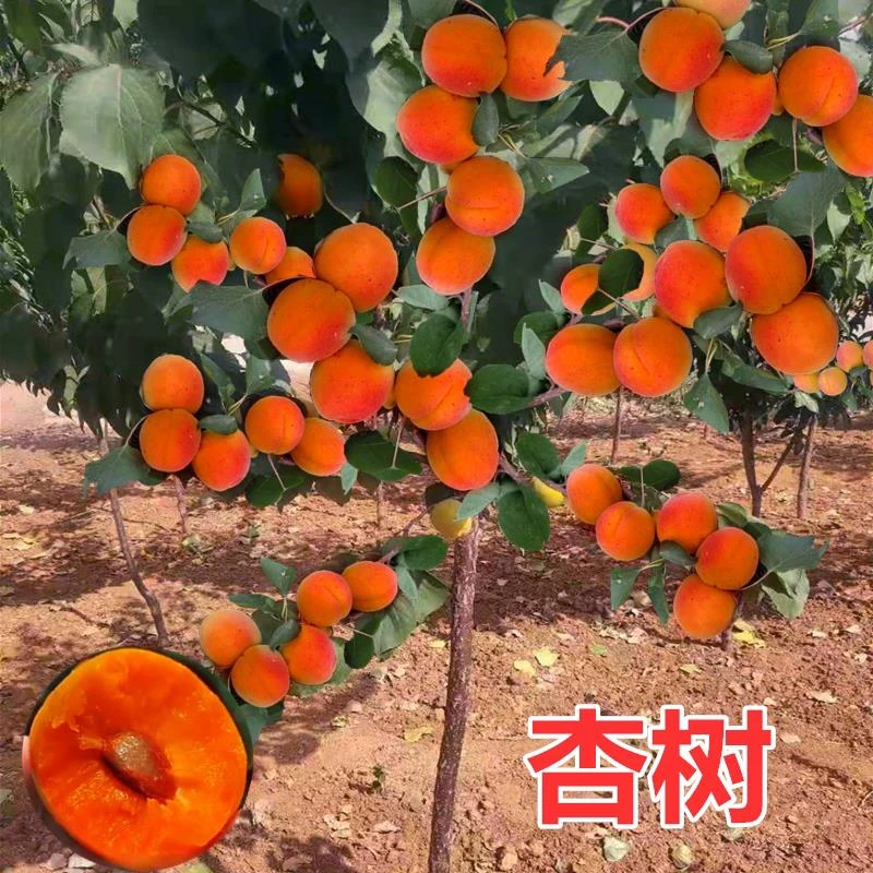 杏树果苗嫁接盆栽杏树苗活苗果树苗庭院地栽南方北方杏子苗树