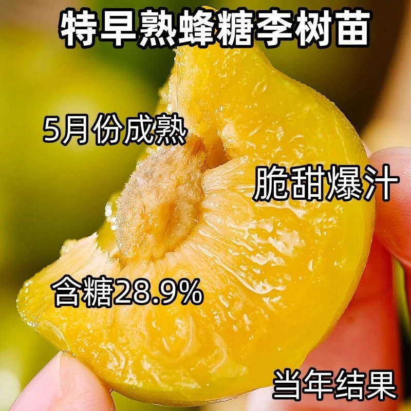 5年大苗李子树苗 当年结果 南北方种植