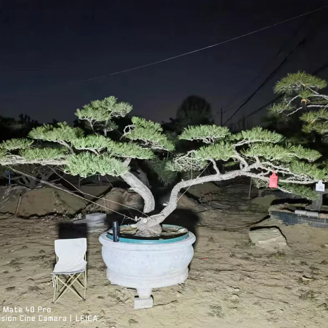 泰山造型松盆景定金004