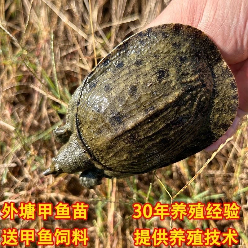 1-8两外塘冷水甲鱼苗生态团鱼大规格甲鱼水鱼放养