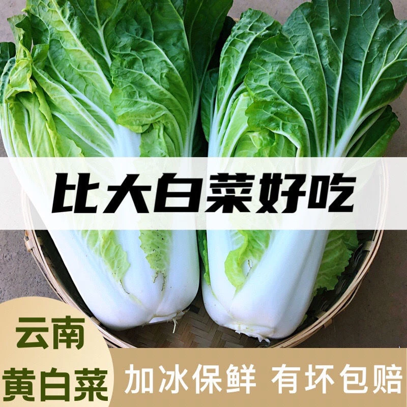 云南黄白菜当季农家露天绿叶黄心白菜高原白菜新鲜蔬菜现砍现发