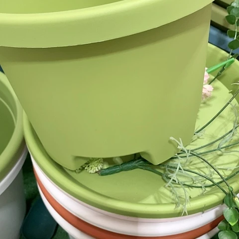 红陶20CM（含）-50CM（不含）3个果绿球根无托