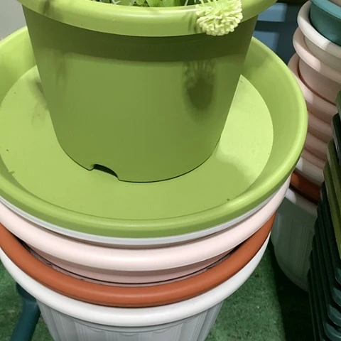 红陶20CM（含）-50CM（不含）2加果绿无托5个